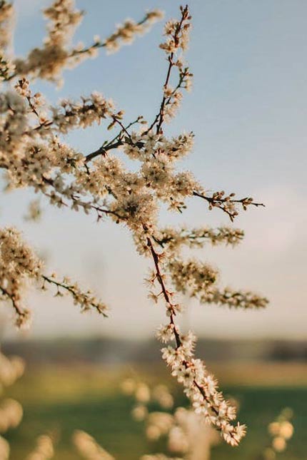 Trimmed Trees Yield More Blooms